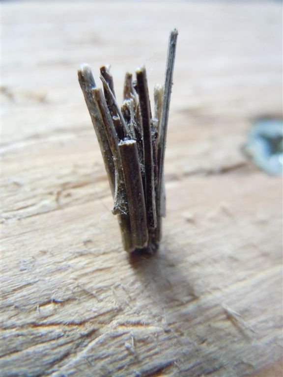 Larva (di lepidottero Psychidae?)